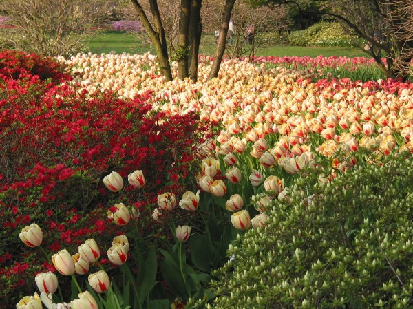 Sherwood Gardens In Tulip Bloom Carlisle S Chesapeake