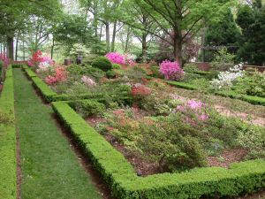 Boxwood History, Growth and Historic Plantings