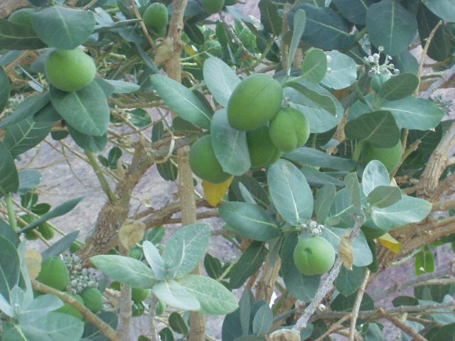 Medicinal Plants and St. Katherine Protectorate in Sinai, Egypt, Part II