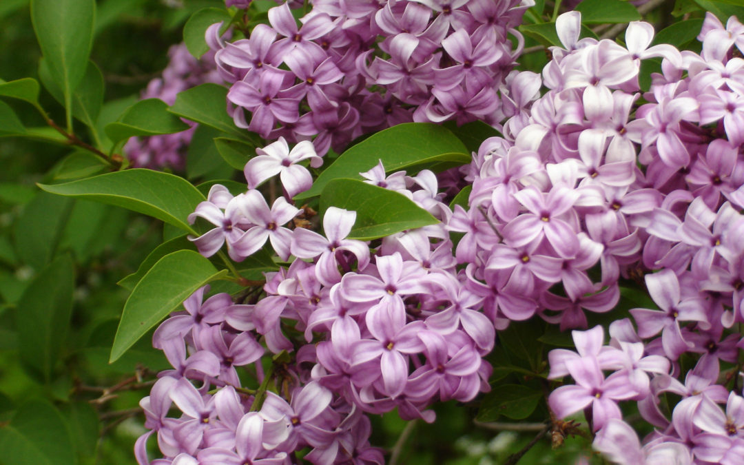 Skylands’ Lilacs, New Jersey Botanical Garden