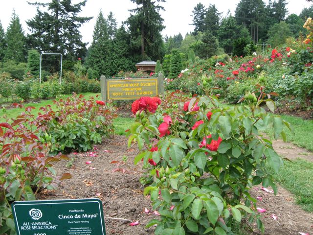 Portland, Oregon’s Rose Garden