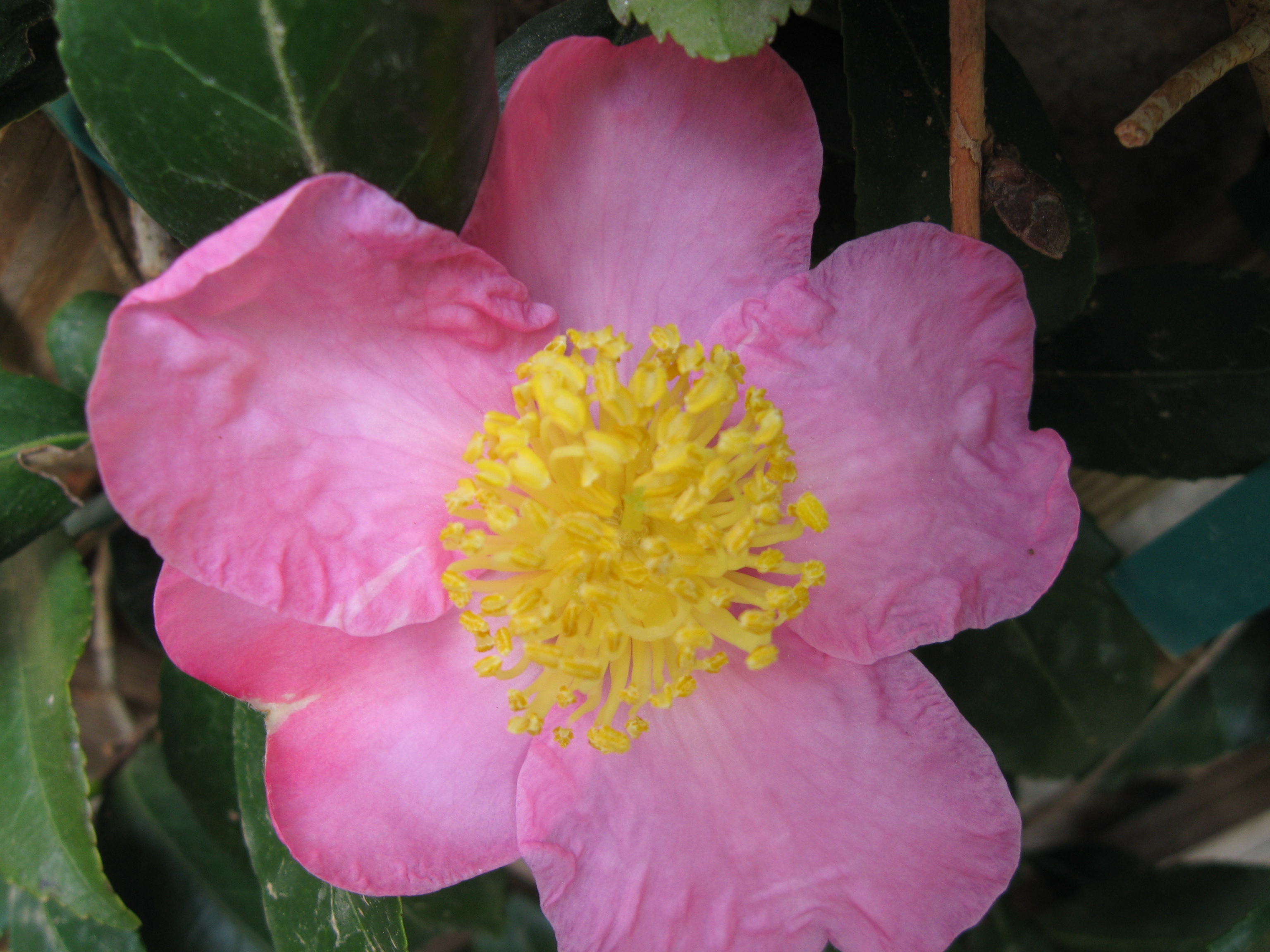 Fall Camellia Carlisle's Chesapeake