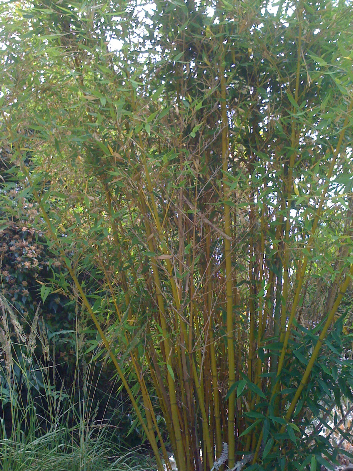 Seattle Gardens A Bamboo Garden On Bainbridge Island Carlisle S