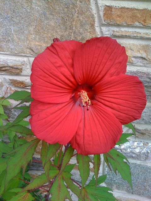 Lord Baltimore Hibiscus Came A Calling