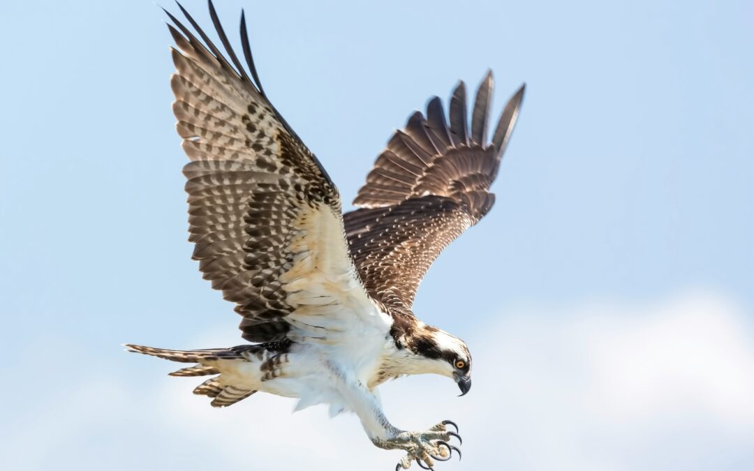 Oh Mighty Osprey