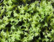 Moss Studies at Humboldt Field Research Institute and Eagle Hill Foundation  at Steuben, Maine