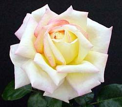 The Peace Rose