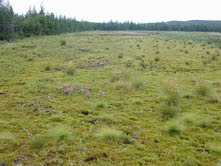 Sphagnum Peatland Management, The Canadian Spaghnum Peat Moss Association