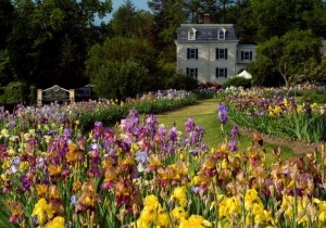 Presby Memorial Iris Gardens, Essex County, New Jersey