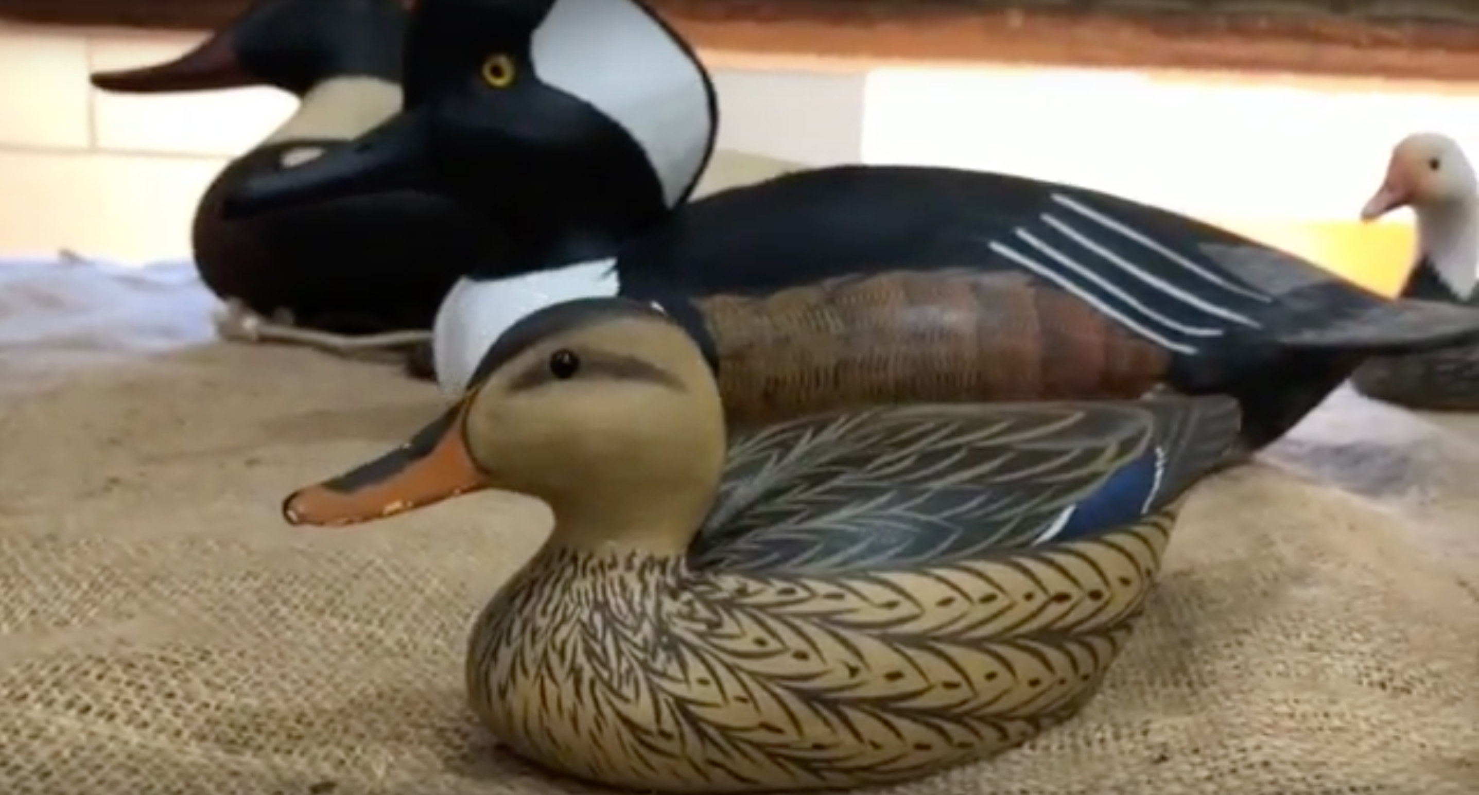 Young Waterfowl Decoy Collector Carlisle's Chesapeake
